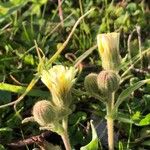 Andryala integrifolia Blüte