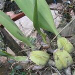 Bulbophyllum schinzianum Leaf