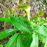 Arisaema serratum Leaf