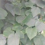 Vitis labrusca Leaf