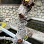 Ficus retusa Bark