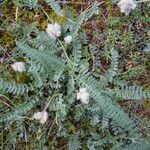 Astragalus echinatus Hàbitat