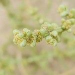 Salsola setifera Flower