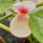 Begonia amplaFlower