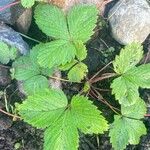 Fragaria vescaFuelha