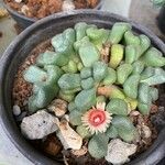 Aloinopsis schooneesii