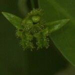 Oxera glandulosa Плід