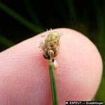 Eleocharis geniculata Flower