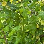 Lactuca biennis Leaf