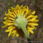 Chaenactis glabriuscula Flower