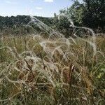 Stipa pennata 果