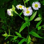 Erigeron annuus Blomma