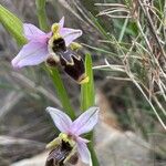 Ophrys scolopax Floro