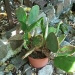 Opuntia humifusa Blad