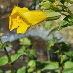 Erythranthe guttata Floare