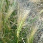 Hordeum murinum Fruit