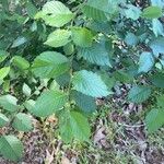 Ulmus rubra 葉