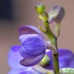 Vanda coerulea 花