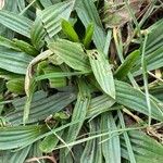 Plantago lanceolata Leaf