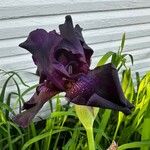 Iris x germanica Virág