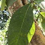 Holarrhena pubescens Blad