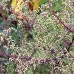 Artemisia annua Blatt