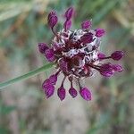 Allium scorodoprasum Цветок