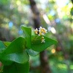 Syzygium tenuiflorum ফুল