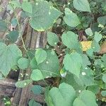 Sida cordata Frunză