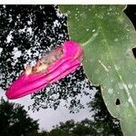 Epiphyllum hookeri Fruit