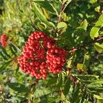 Sorbus americana Ovoce