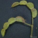 Dendrolobium umbellatum Fruit