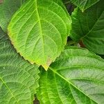 Hydrangea spp. Blad