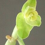 Euphorbia heterodoxa