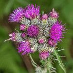 Cirsium palustreFleur