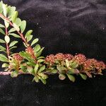 Spiraea arcuata Облик