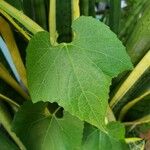 Cucumis melo Φύλλο