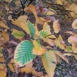 Betula medwediewii Hoja