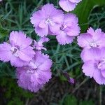 Dianthus gratianopolitanus 花