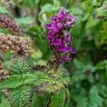 Teucrium hircanicum Flower