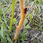 Orobanche alba Bark