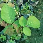 Tabebuia roseoalba Blatt