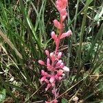 Hesperaloe parviflora Λουλούδι