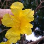 Handroanthus ochraceus Kwiat