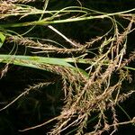 Carex jamesonii অভ্যাস