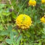 Trifolium badiumफूल