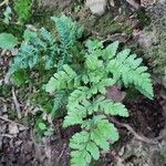 Dryopteris aemula Blad