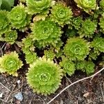 Saxifraga vayredana Leaf