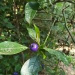 Psychotria suterella Fruto