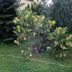 Calocedrus decurrens Leht